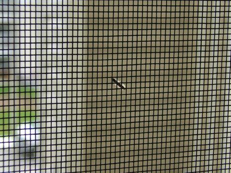 Close-up of insect mesh with a view through to the garden
