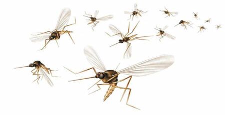 Group of mosquitoes in flight