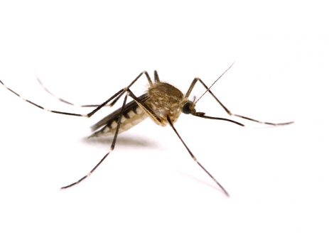 Close-up of a mosquito on a white background