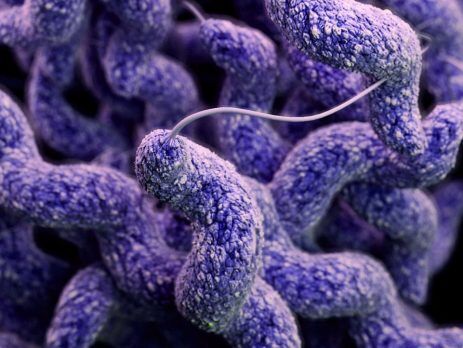 Microscope image of campylobacter bacteria