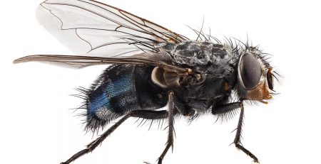 Close-up of a common housefly