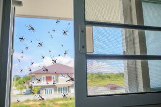 Mosquitoes swarming outside a window fitted with a fly screen