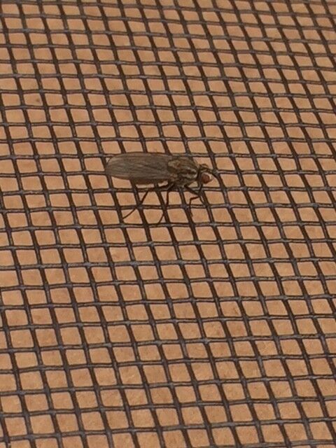 Fly resting on a sheet of fly mesh