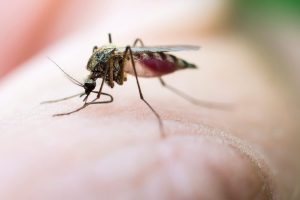 Mosquito biting skin Mosquito biting human skin