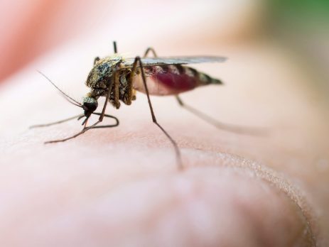 Mosquito biting human skin