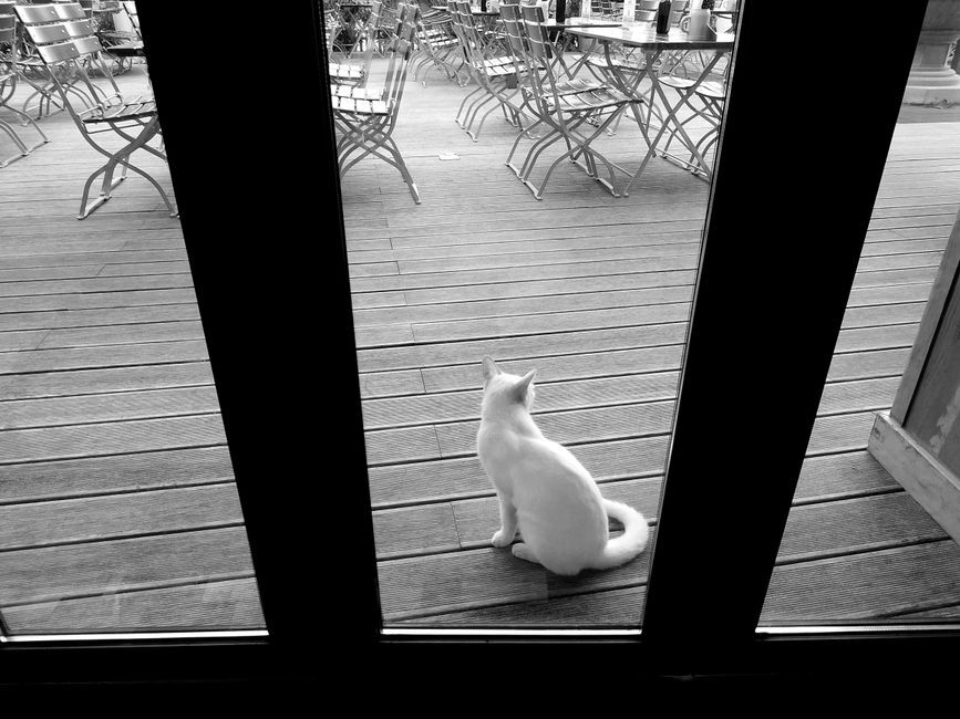 Back view of black and white of cute white cat sitting behind glass on terrace with furniture