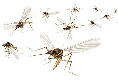 Group of mosquitoes in flight