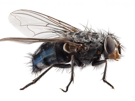 Close-up of a common housefly