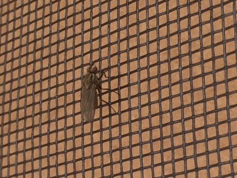 Fly resting on a sheet of fly mesh