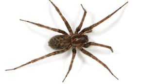 House spider on a white background